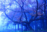 西山辰街道の大桜
