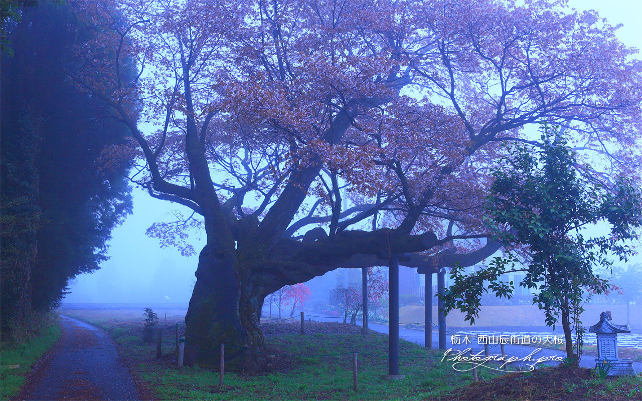 西山辰街道の大桜と馬頭観音 壁紙