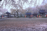 芳賀町 崇真寺の花むしろ