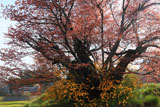 葉桜の茂木小山のヤマザクラ