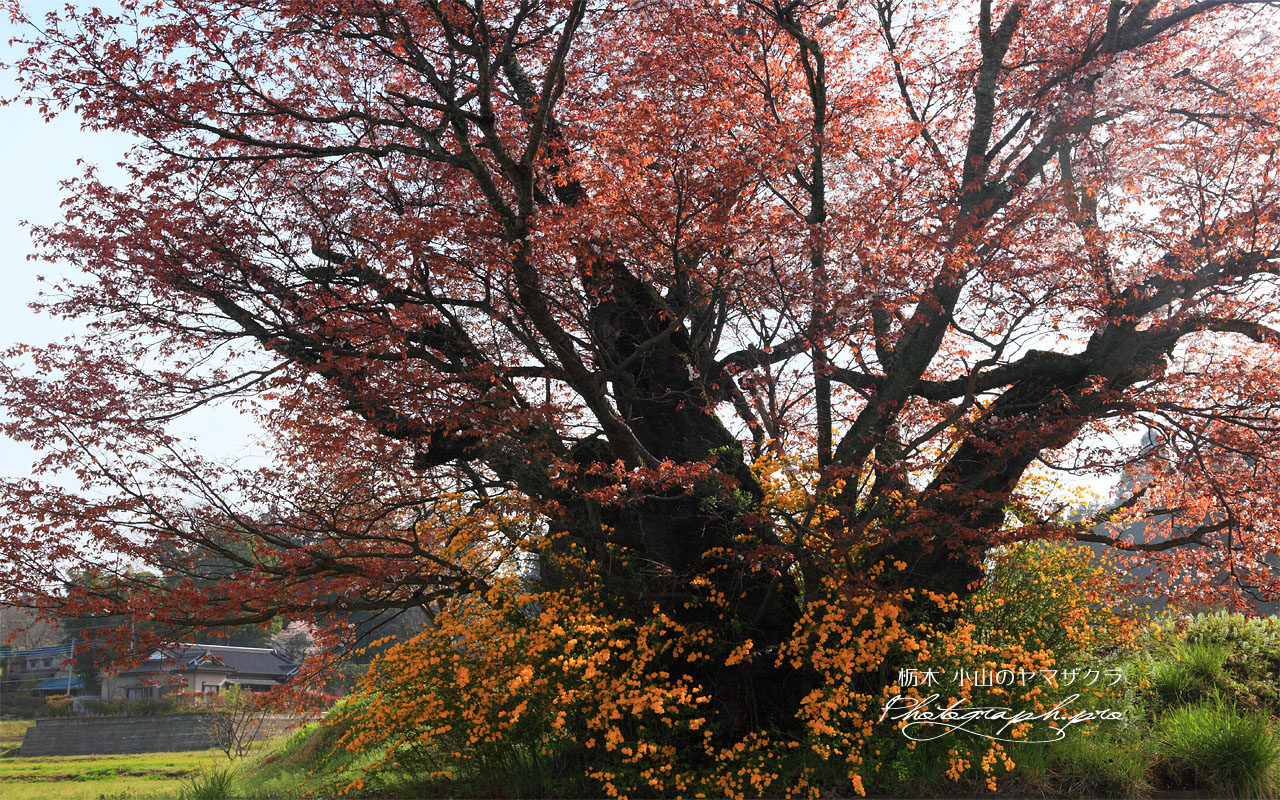 葉桜の茂木小山のヤマザクラ 壁紙