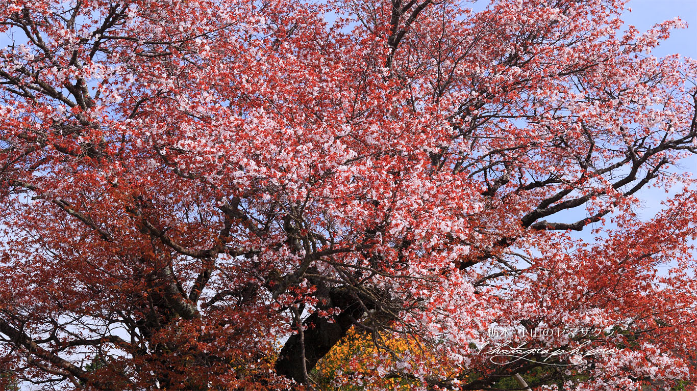 小山のヤマザクラ 壁紙