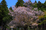 大戸のサクラ