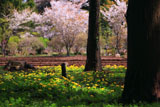 タンポポと大戸の桜