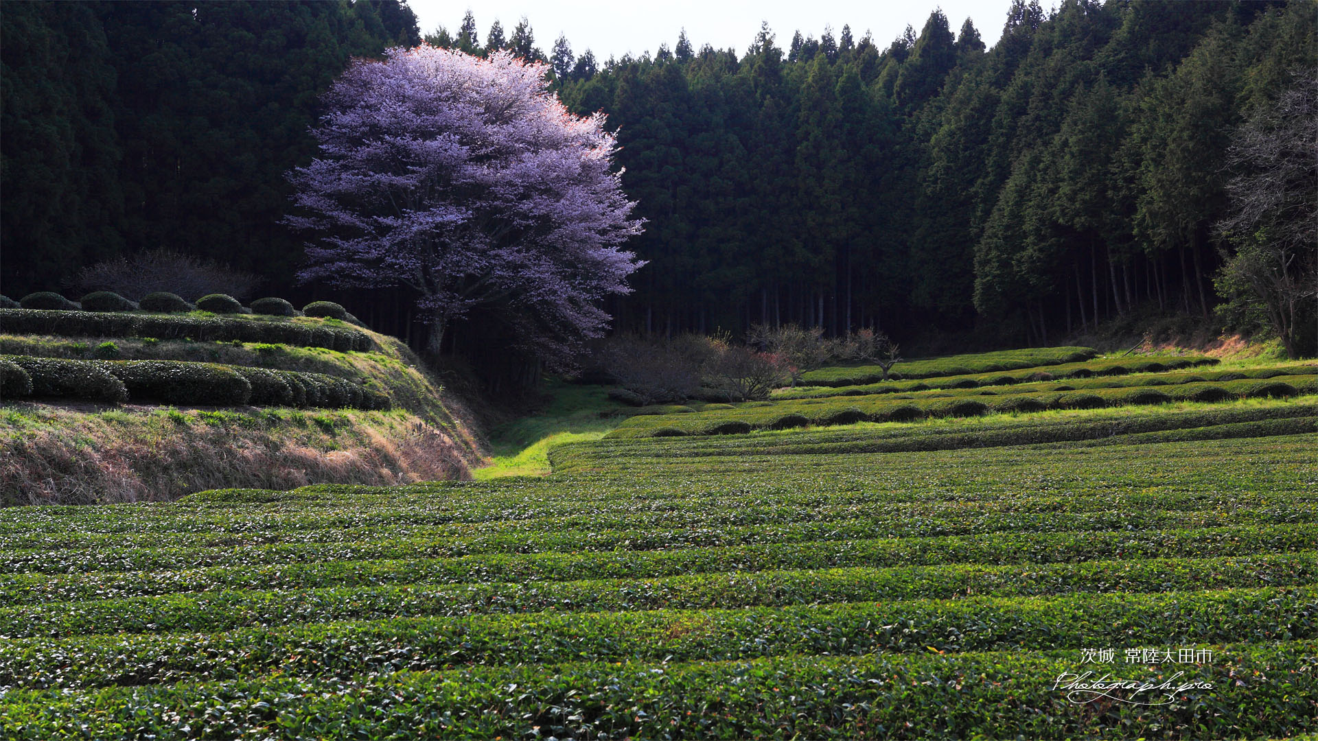 茶畑の山桜