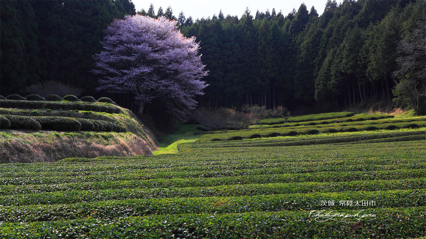 茶畑の山桜 壁紙