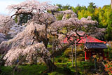 茨城県の桜