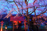 山妻有大明神社殿と桜