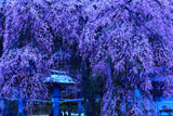 なごり雪の楽翁桜