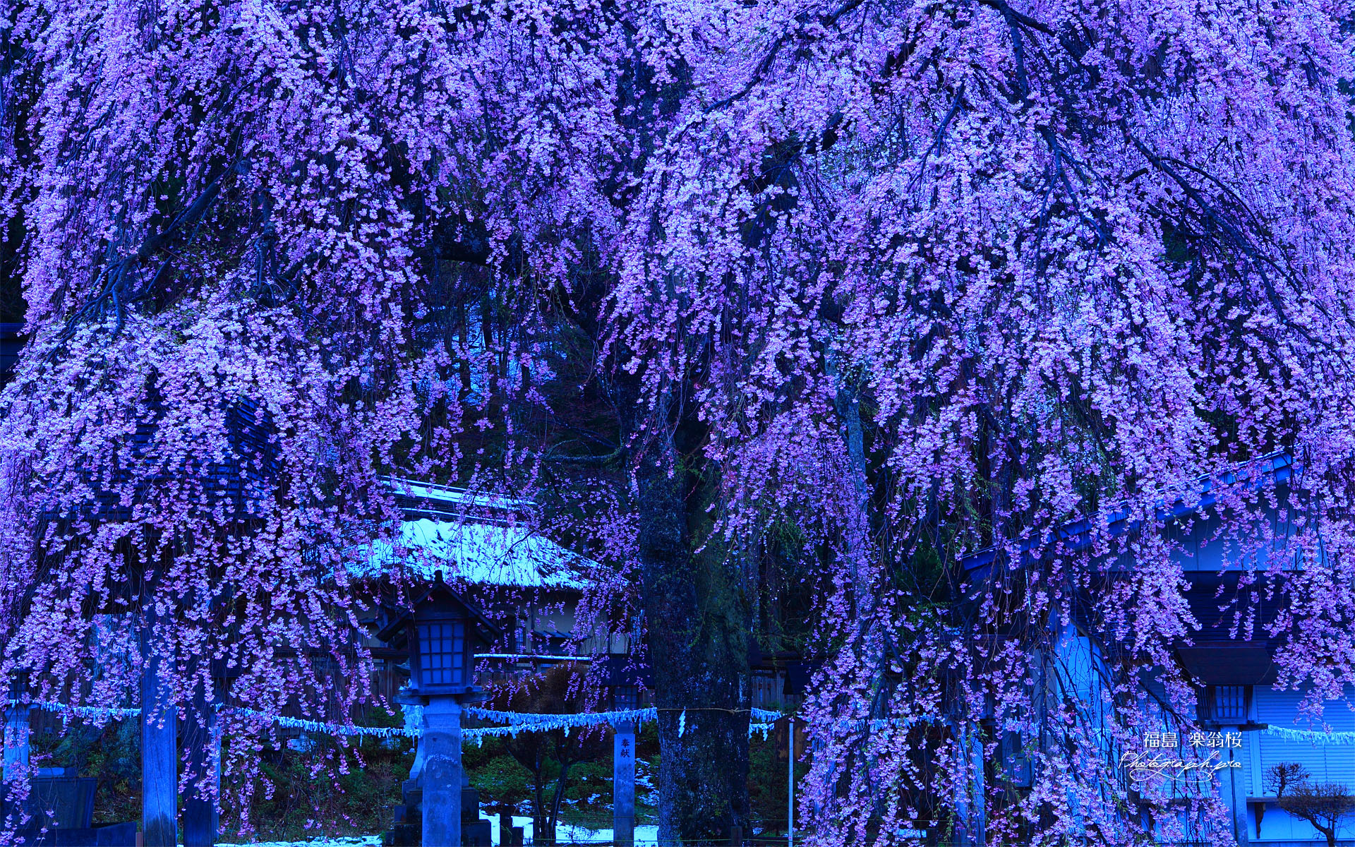 なごり雪の楽翁桜