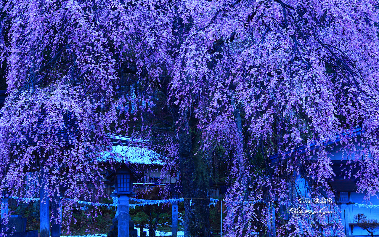 なごり雪の楽翁桜 壁紙