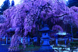 暁の境内の楽翁桜