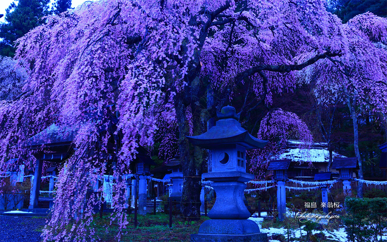 暁の境内の楽翁桜 の壁紙 1280x800