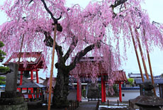 妙関寺の乙姫桜