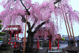 妙関寺の乙姫桜