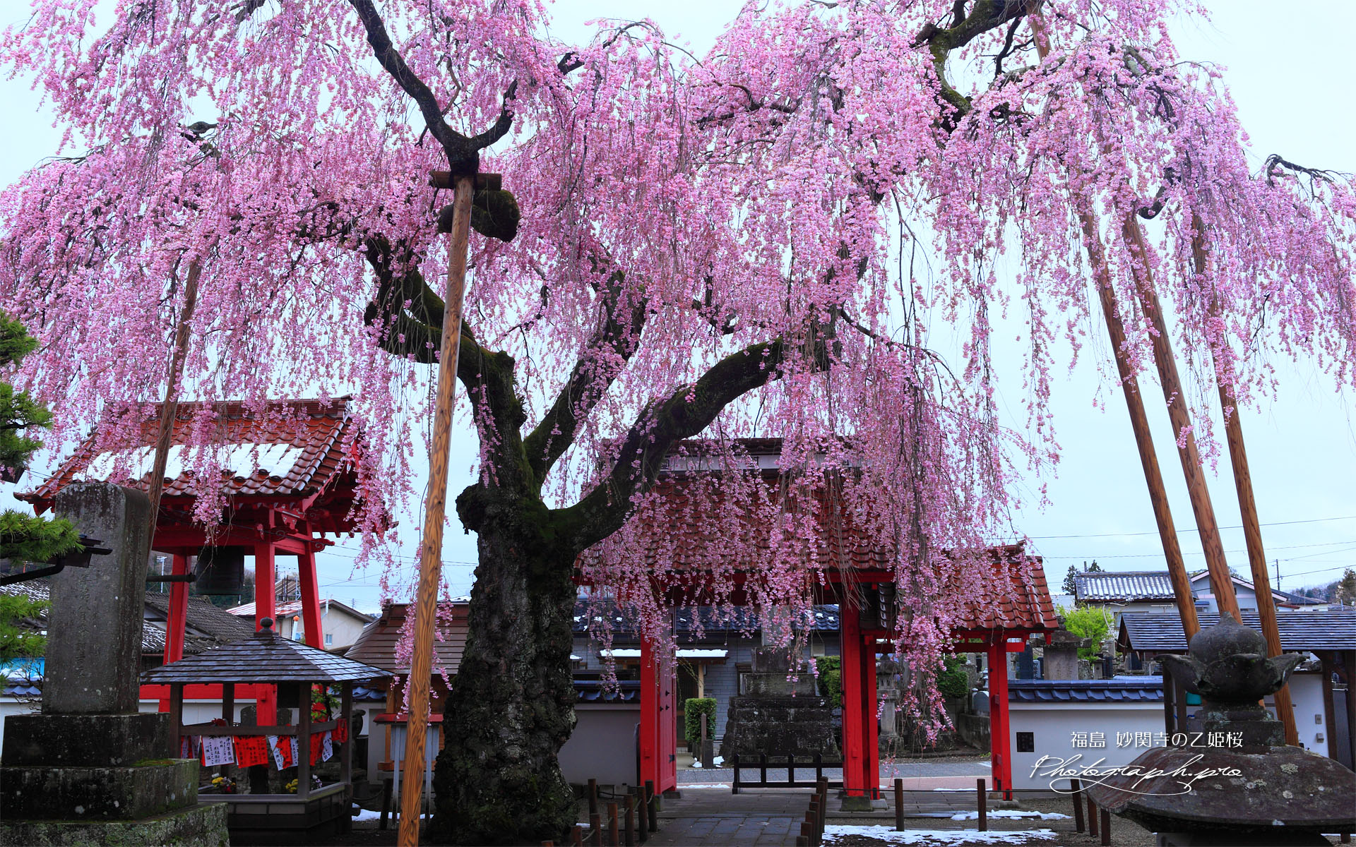 妙関寺の乙姫桜