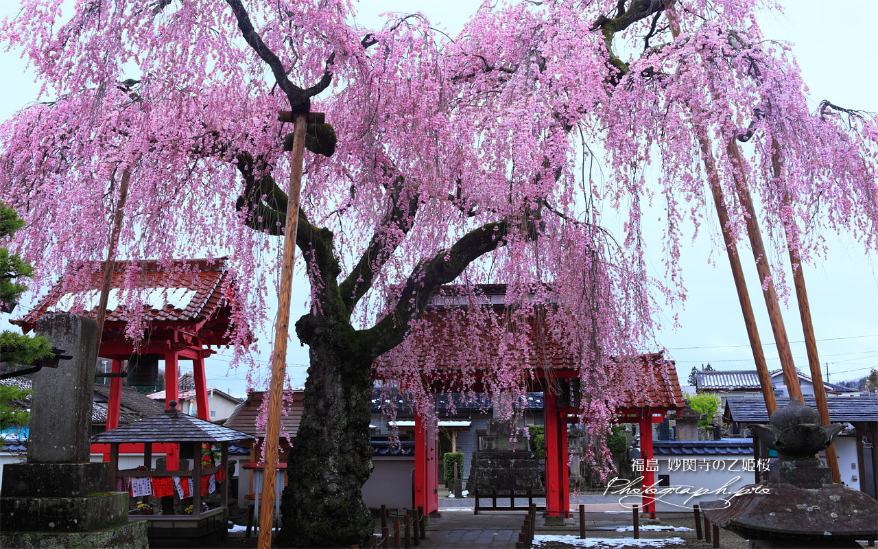 妙関寺の乙姫桜 壁紙