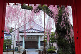 山門越しの妙関寺本堂と乙姫桜