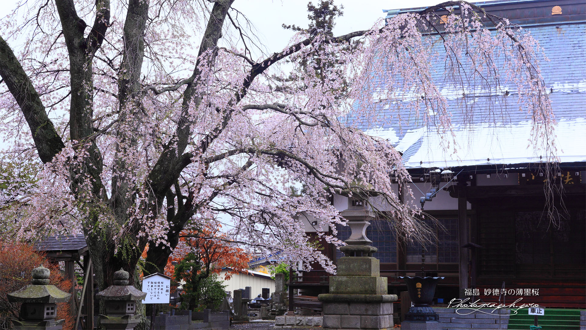 妙徳寺の薄墨桜