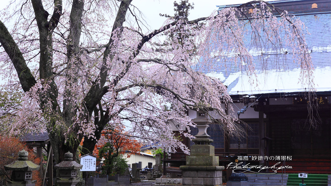妙徳寺の薄墨桜 壁紙