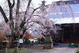 妙徳寺の源清桜