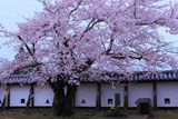 おとめ桜