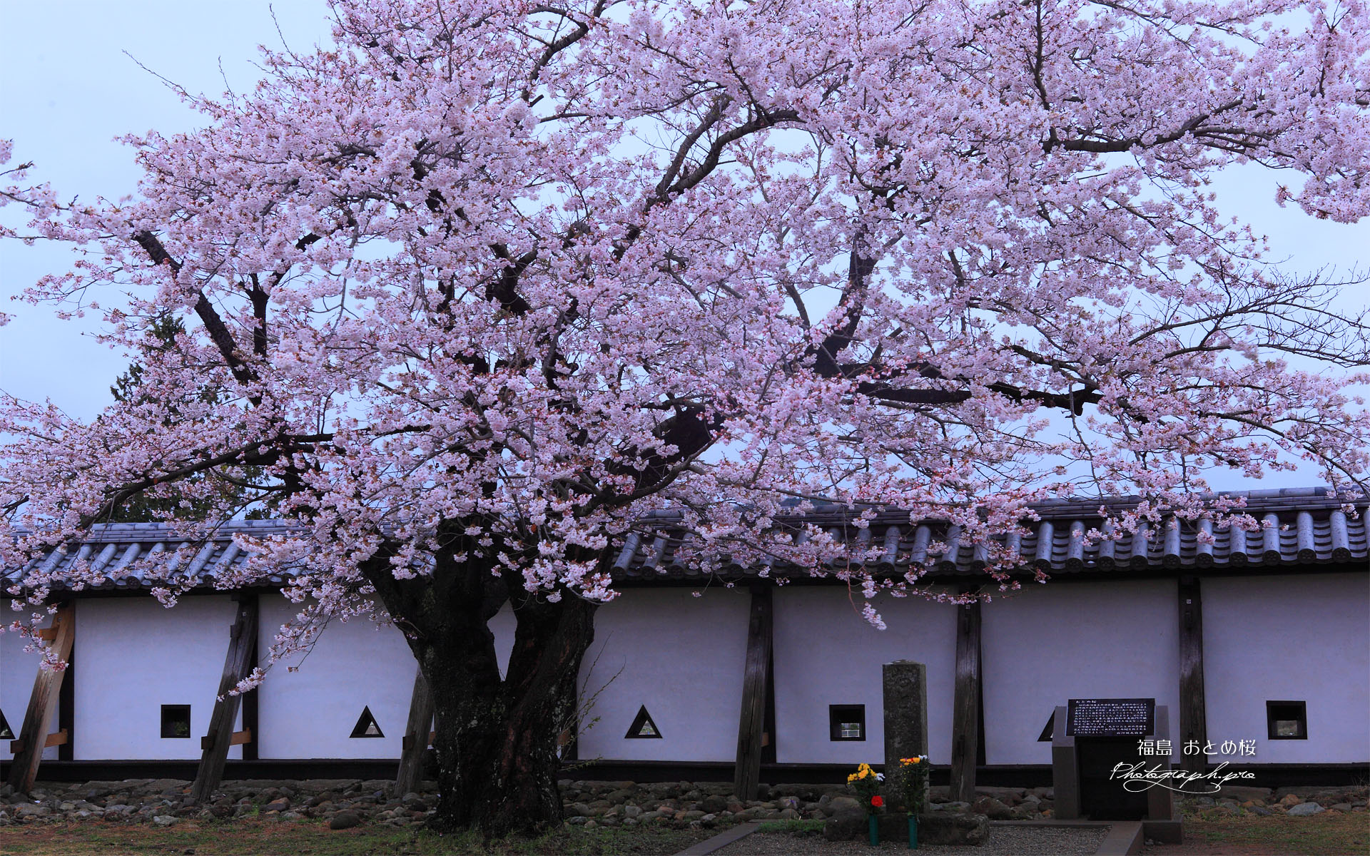 おとめ桜