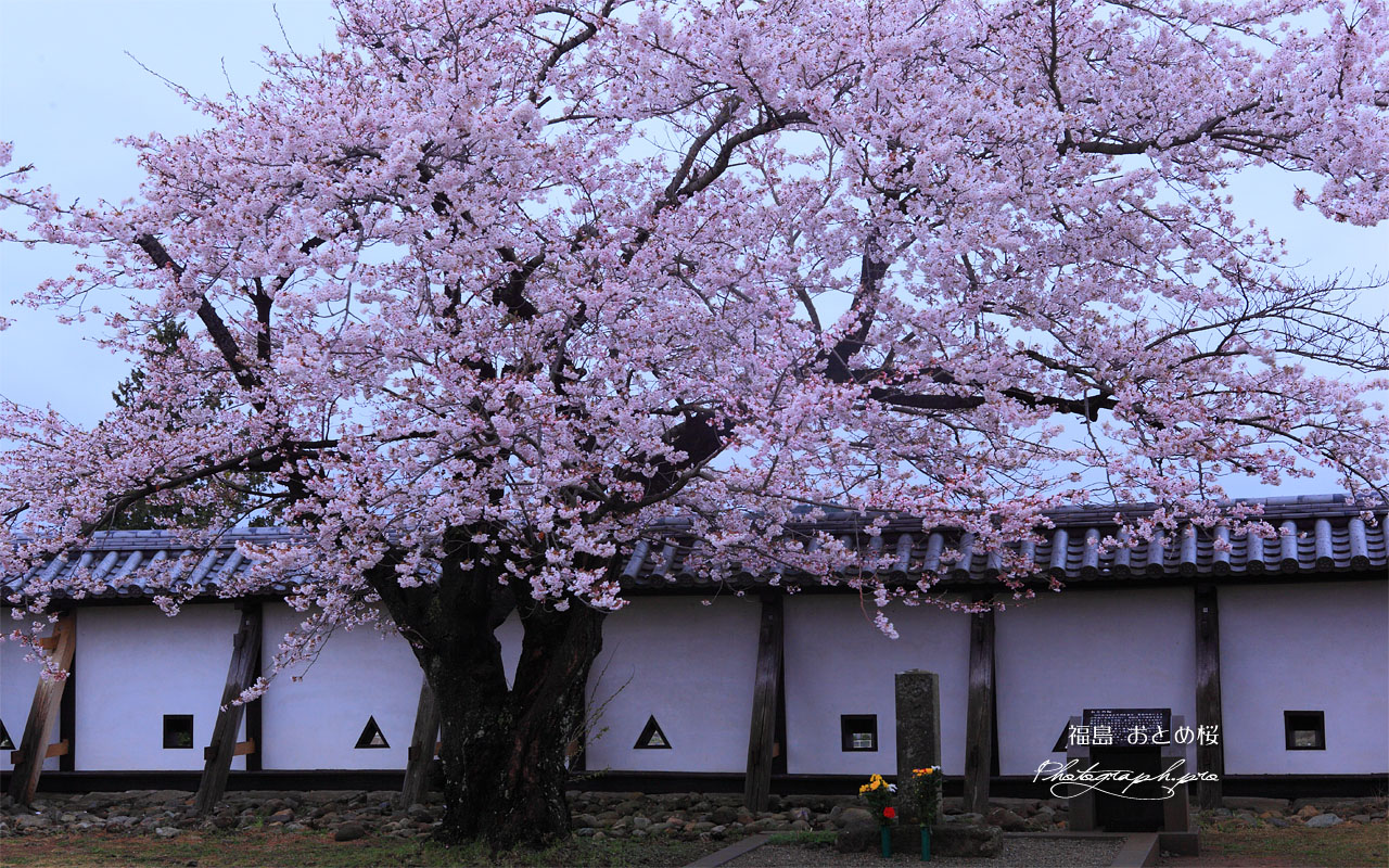 おとめ桜 壁紙