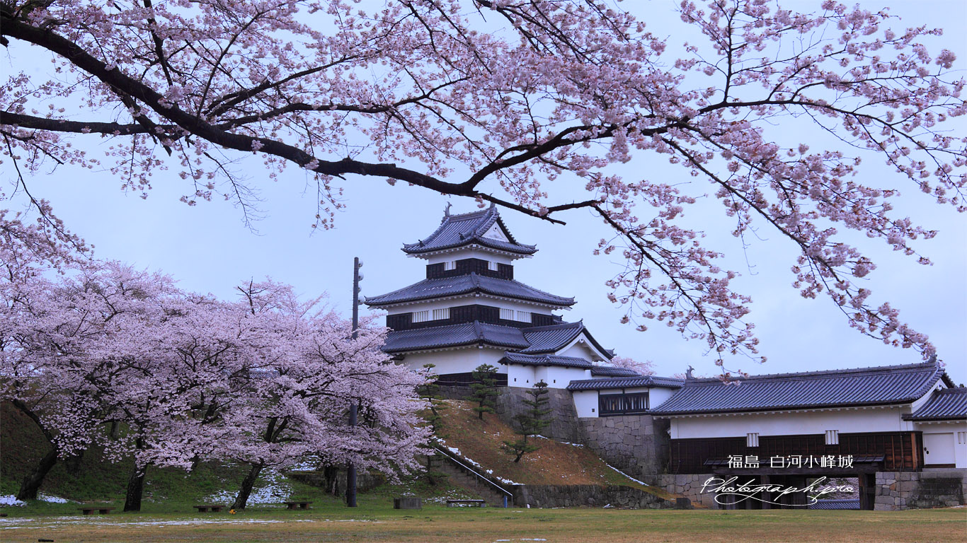 白河小峰城の桜 壁紙