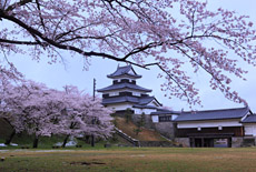 白河小峰城の桜