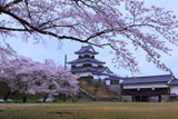 白河小峰城の桜