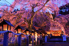 白河市の桜