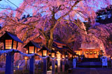 白河桜マップ