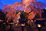 灯篭とライトアップした楽翁桜