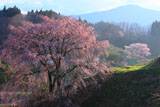 合戦場のしだれ桜の付近も春爛漫
