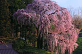朝の斜光線の合戦場のしだれ桜