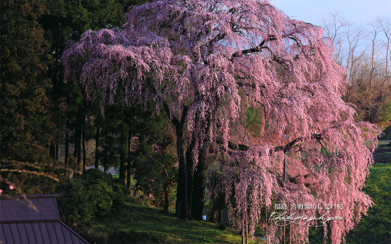 朝の斜光線の合戦場のしだれ桜 壁紙