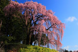 合戦場の枝垂れ桜を下から見上げて