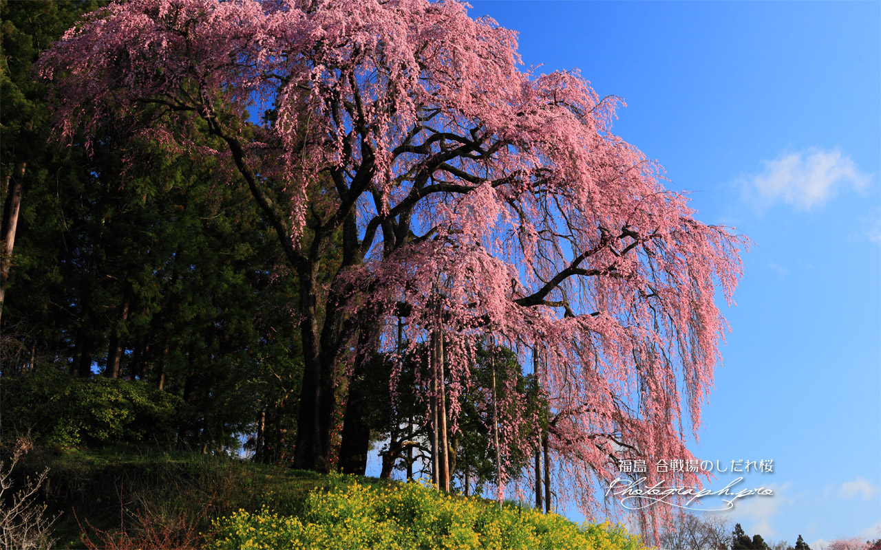 合戦場の枝垂れ桜を下から見上げて 壁紙