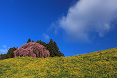 福島県の桜