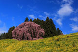 合戦場の桜も気持ちよさそう