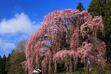 二本松の桜
