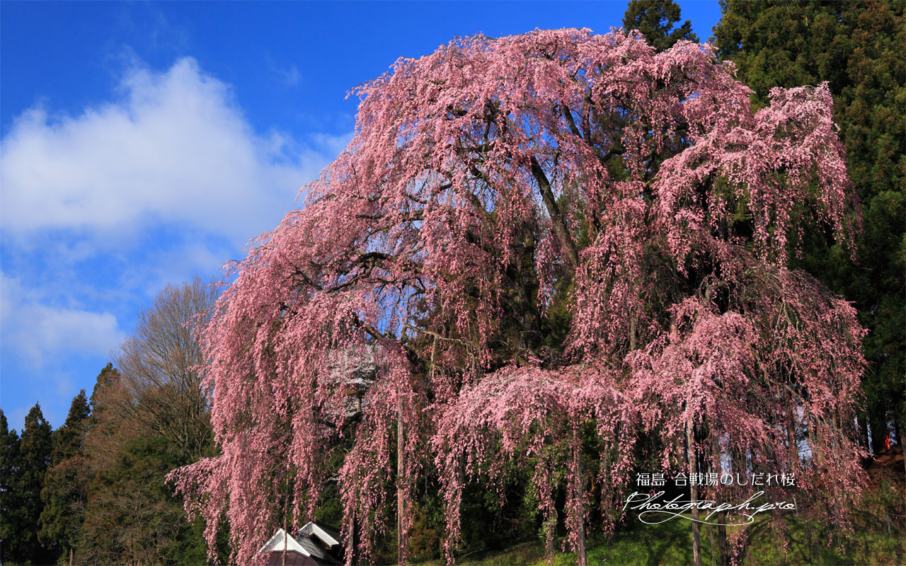 滝桜の子孫 壁紙
