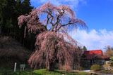 福田寺の糸ザクラ