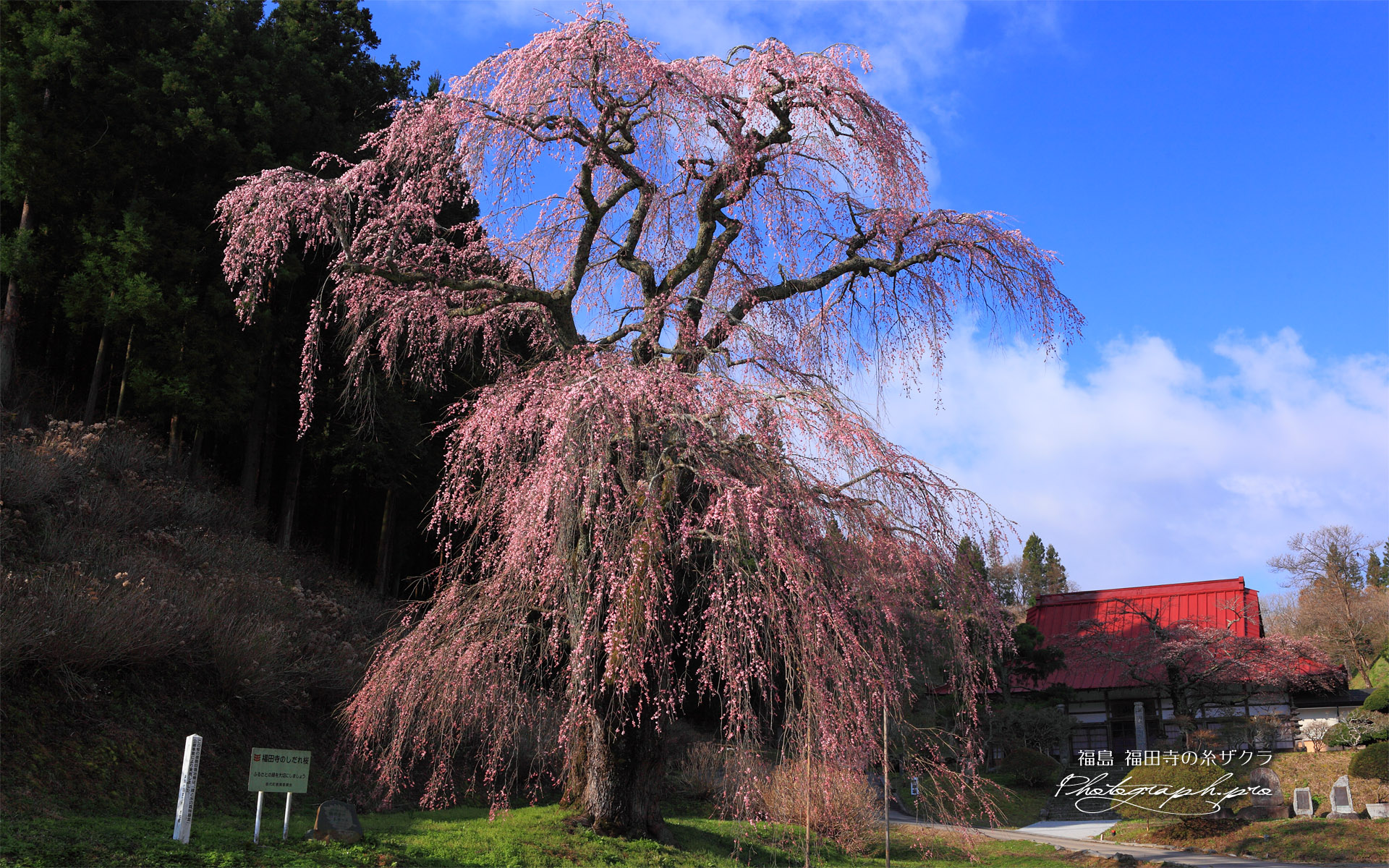 福田寺の糸ザクラ