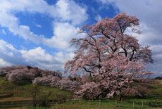 塩ノ崎の大ザクラ