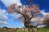 塩ノ崎の大桜