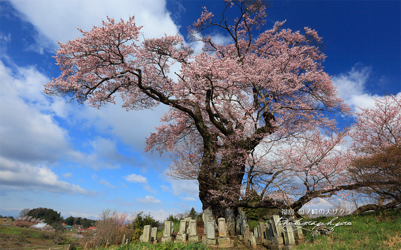塩ノ崎の大桜 壁紙