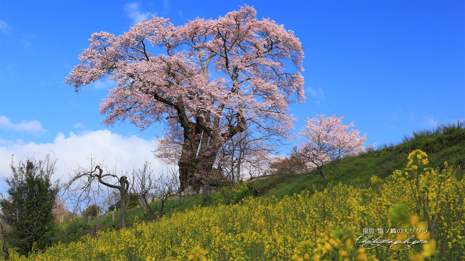 塩ノ崎の大ザクラ 菜の花