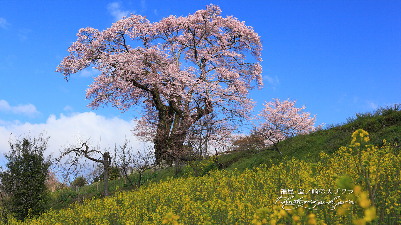 塩ノ崎の大ザクラ 菜の花 壁紙